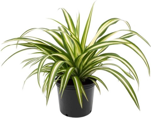 spider plant 01 click to purchas.jpg