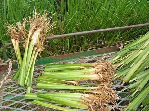 lemon grass plant 1 greenursery.jpg