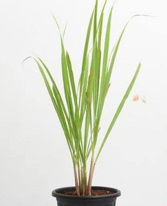 lemon grass plant 01 01 click to.jpg