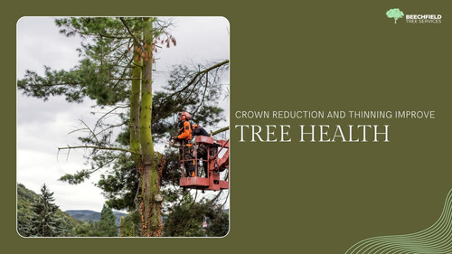 Crown Reduction And Thinning Improve Tree Health.jpg