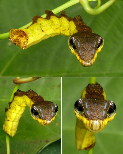 Snake Mimic Caterpillar.png