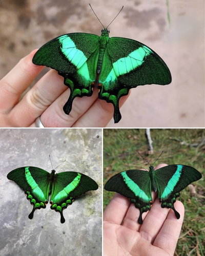 EMERALD SWALLOWTAIL.png