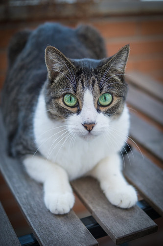 cat 1767875174 2603300 7872.jpg