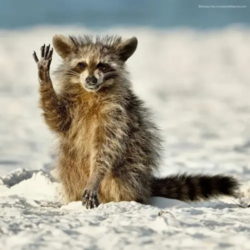 heil.webp