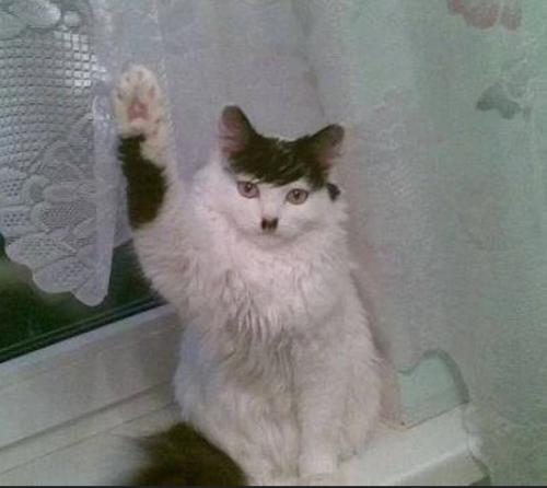 heil2.png