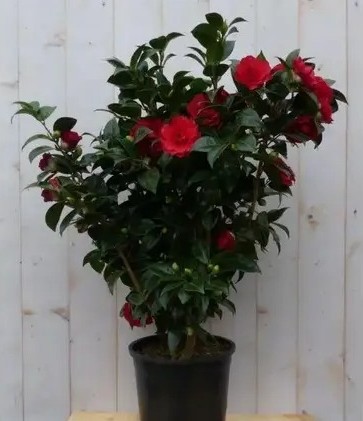 dtpz4 512.jpg