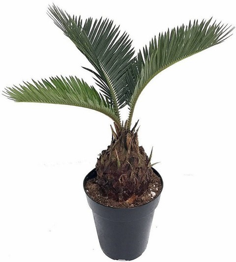 no perennial yes cycas revoluta (1).jpg
