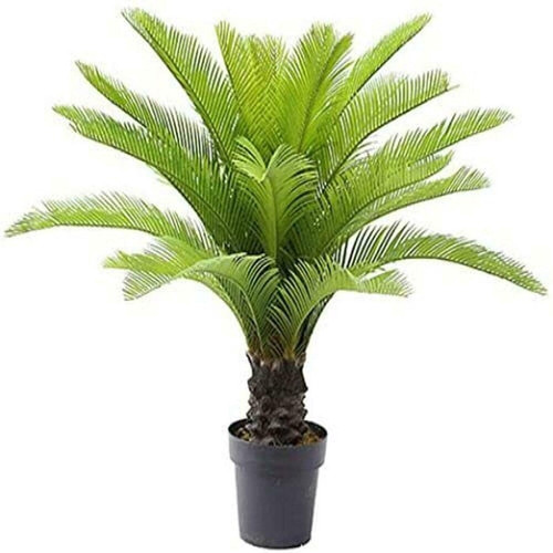 paryavaraan cycas palm live outd.jpg