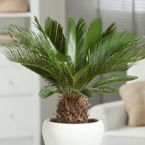 yes annual yes cycus revoluta pl.jpg