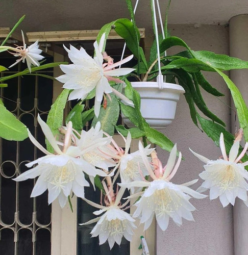 cloud farm hybrid brahma kamal p.jpg
