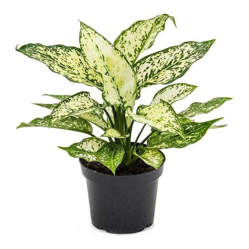 garden art aglaonema snow white.jpg