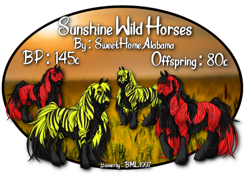 sunshine wild horses