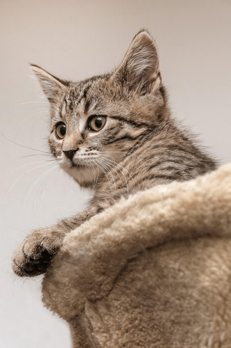 cat 1767896231 7529439 8421.jpg