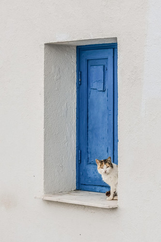 cat 1767896231 2136663 9325.jpg