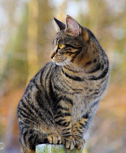 cat 1767896232 1940487 7984.jpg