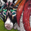 Galaxy Phoenix Wings 62x62.png