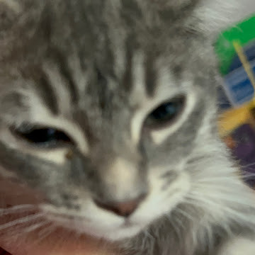 kat.jpg