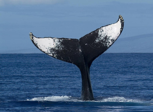 dbet whale watching oahu 1.jpg