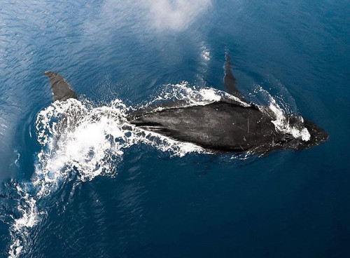 dbet whale watching oahu 2.jpg
