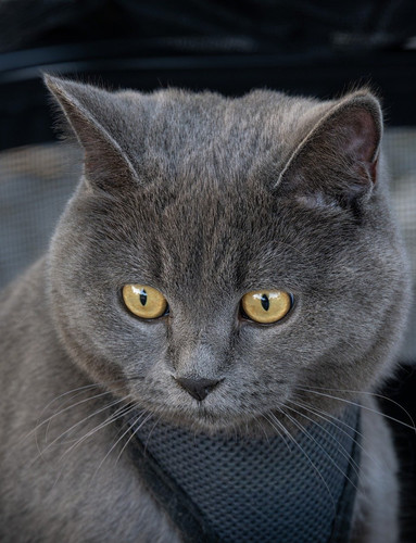 cat 1767930140 9879772.jpg