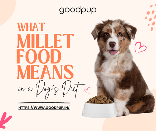 What Millet Food Means in a Dog’s Diet.png