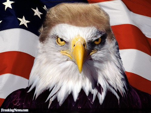 trumpeagle.jpg