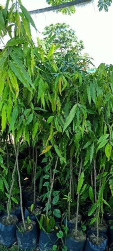 debdaru ashuk tree.jpg