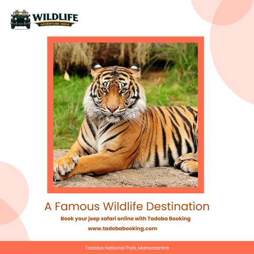 Tadoba Posts (1).png