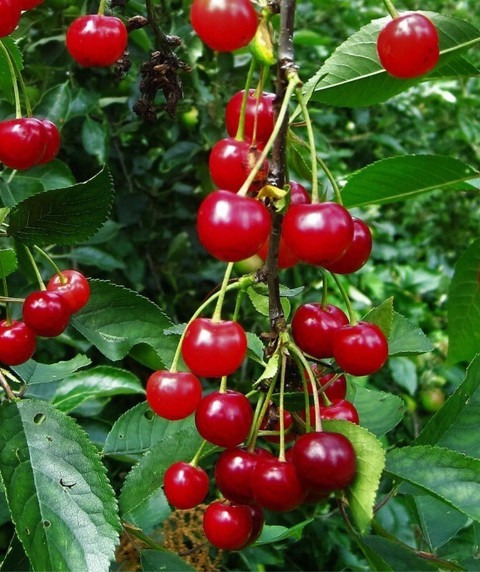 perennial yes yes cherry fruit l.jpg