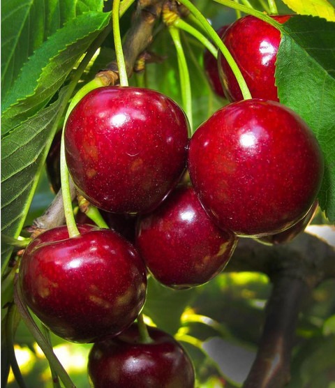 no perennial yes cherry fruit li.jpg