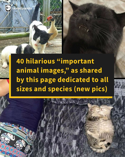 important animal pics wholesome funny cute impanimal part 3 (1).jpg