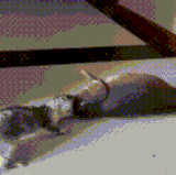 知道什么叫鲤鱼打挺吗.gif