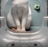 没素质插队.gif