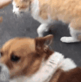 妒忌使我像条狗.gif