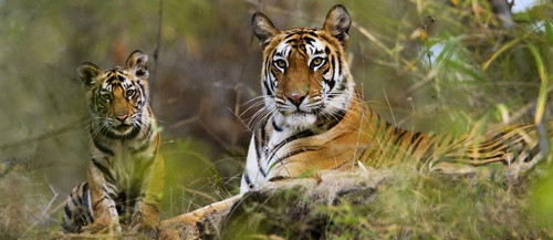 bandhavgarh park wild.jpg
