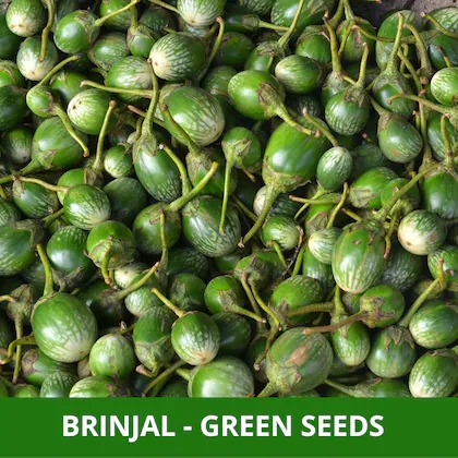 farmgokart 5 gms brinjal green e.jpg