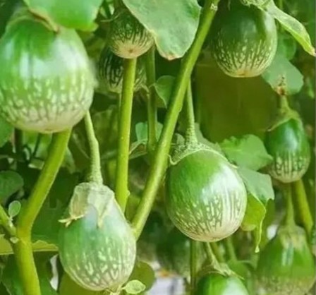 8 golmakra begun 8p suprikam ori.jpg
