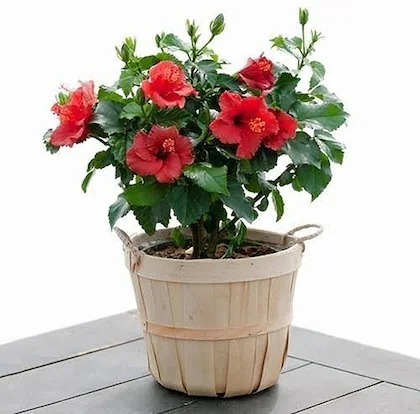 baishnab hibiscus plantjoba plan.jpg