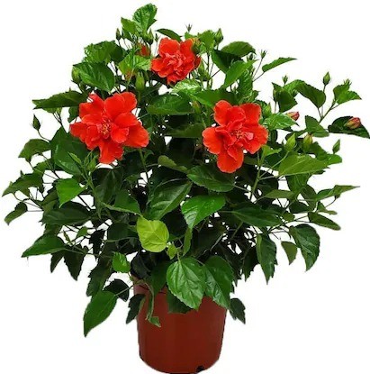 cloud farm hybrid hibiscus plant.jpg