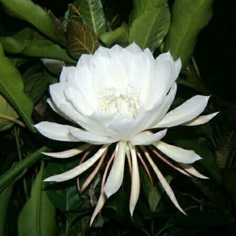 no annual yes bramma kamal 1 glo.jpg