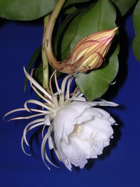 perennial yes yes brahma komal f.jpg