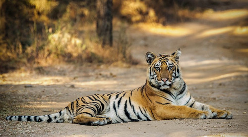 pench tiger safari.jpg