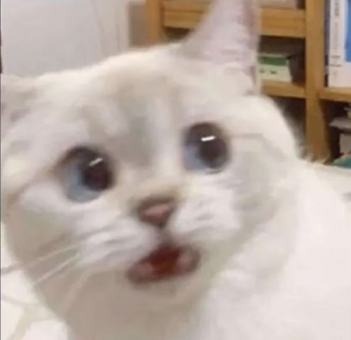 ✨CAT✨ aesthetic.jpg
