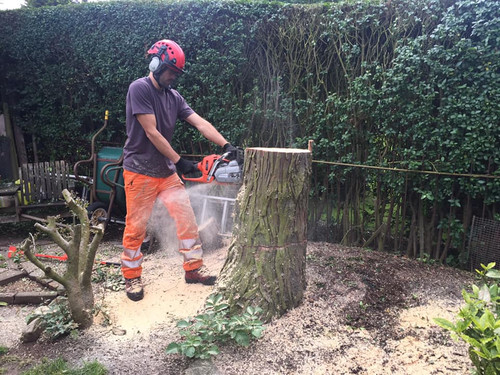 Professional Tree Surgeon Stafford - Timber Dan's.jpg