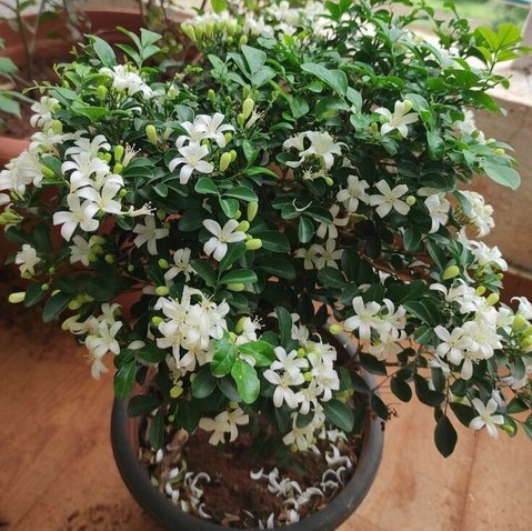 yes perennial yes white flower l.jpg