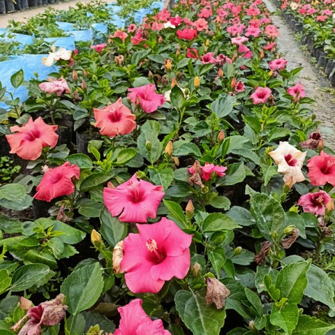 perennial no yes hibiscus flower.jpg