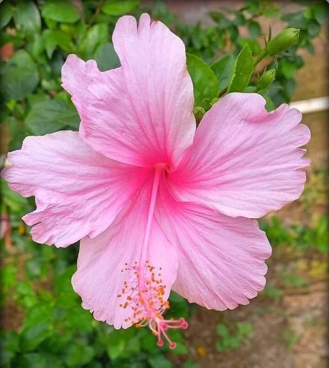 perennial yes yes hibiscus live.jpg
