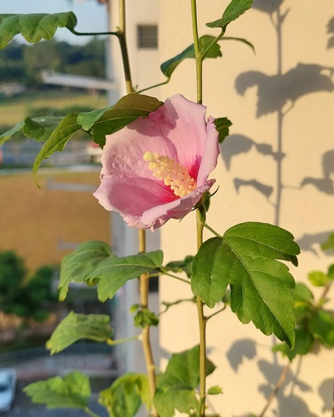 no perennial yes hibiscus live f.jpg