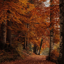 Untitled design (26).png