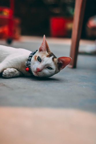 cat 1768825647 8004268.jpg